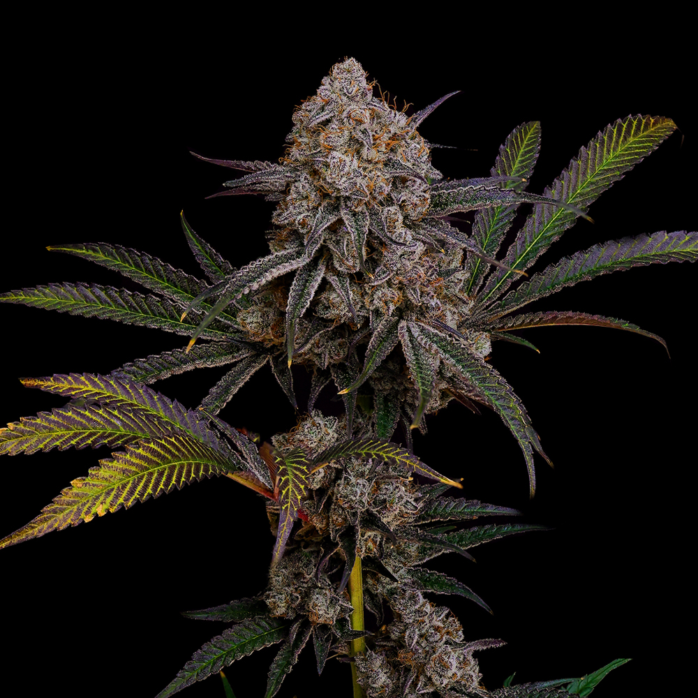 ZEEBRA CAKES | 3.5G