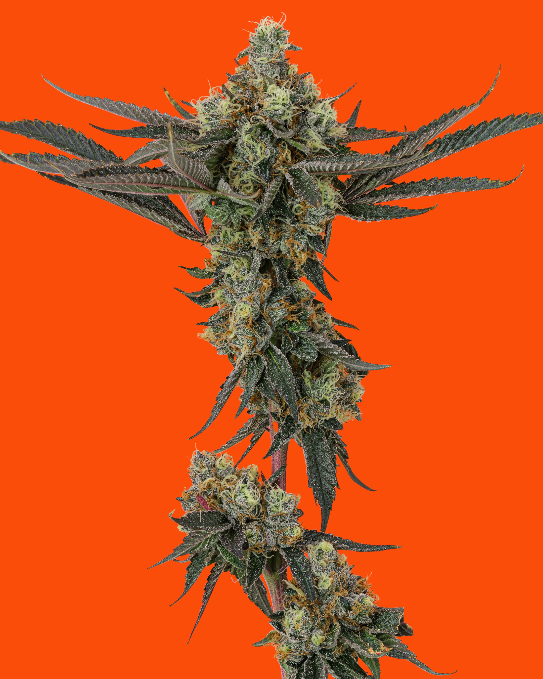 SWEET STING | 3.5G