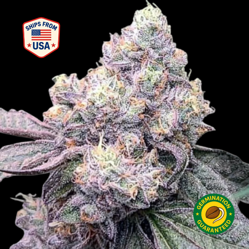 PMT | JIGGLERZ | BULK FLOWER - 1 G