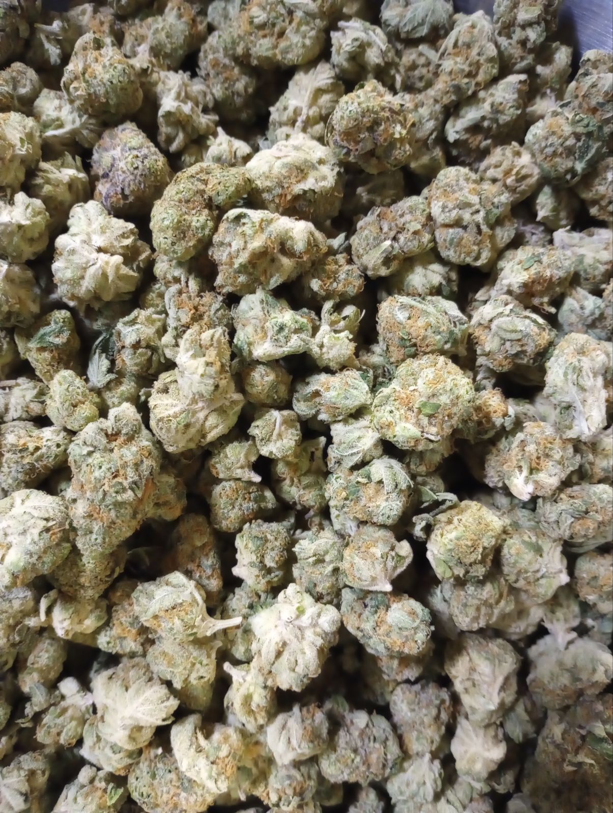 ORANGE CANDY (GOLD TIER)