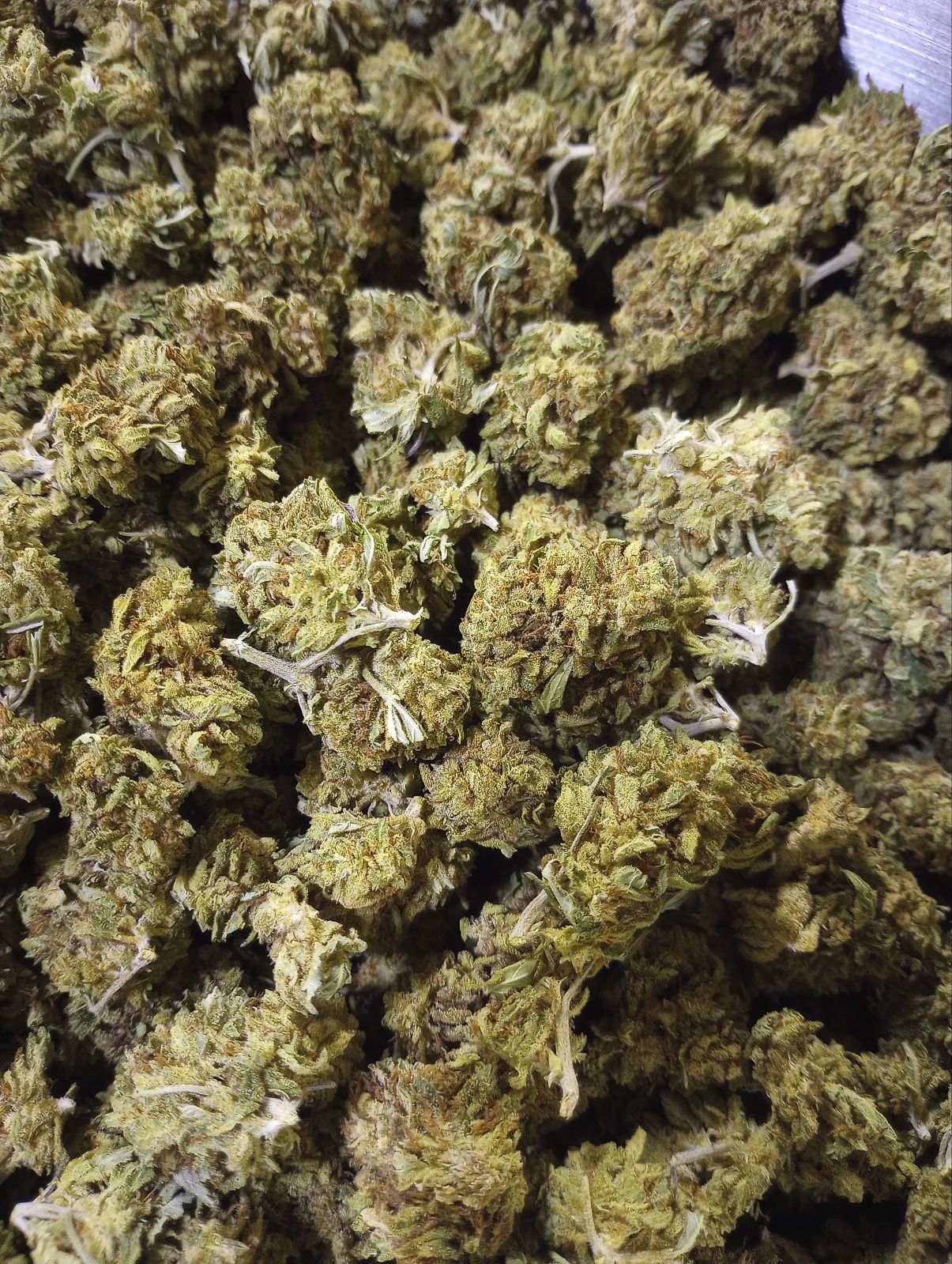 RED POP (SUN GROWN)