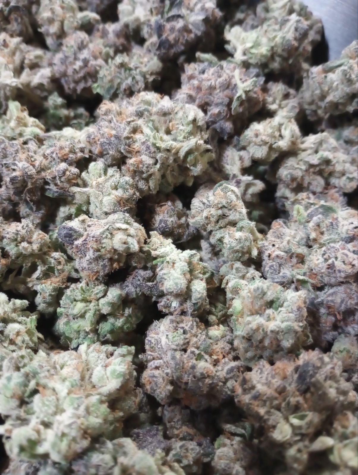 LA PURPLE HAZE (GOLD TIER)