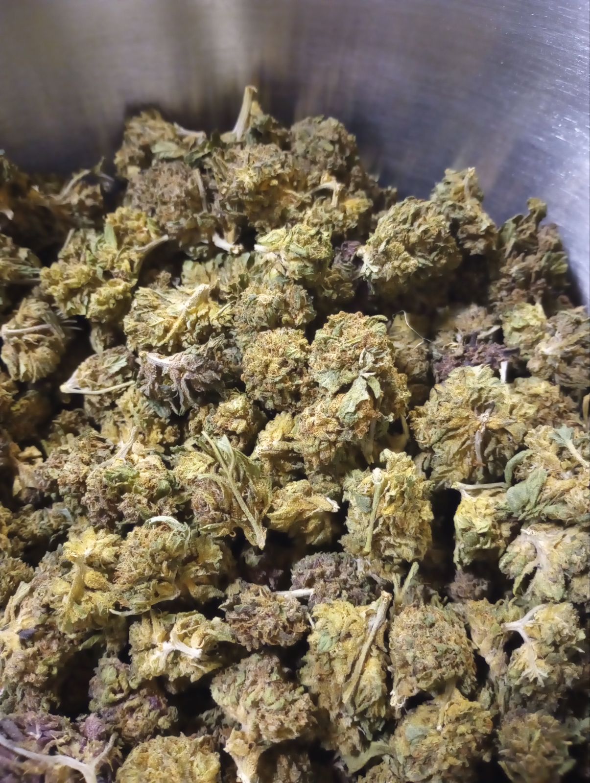 GARLIC BUDDER (SUN GROWN)