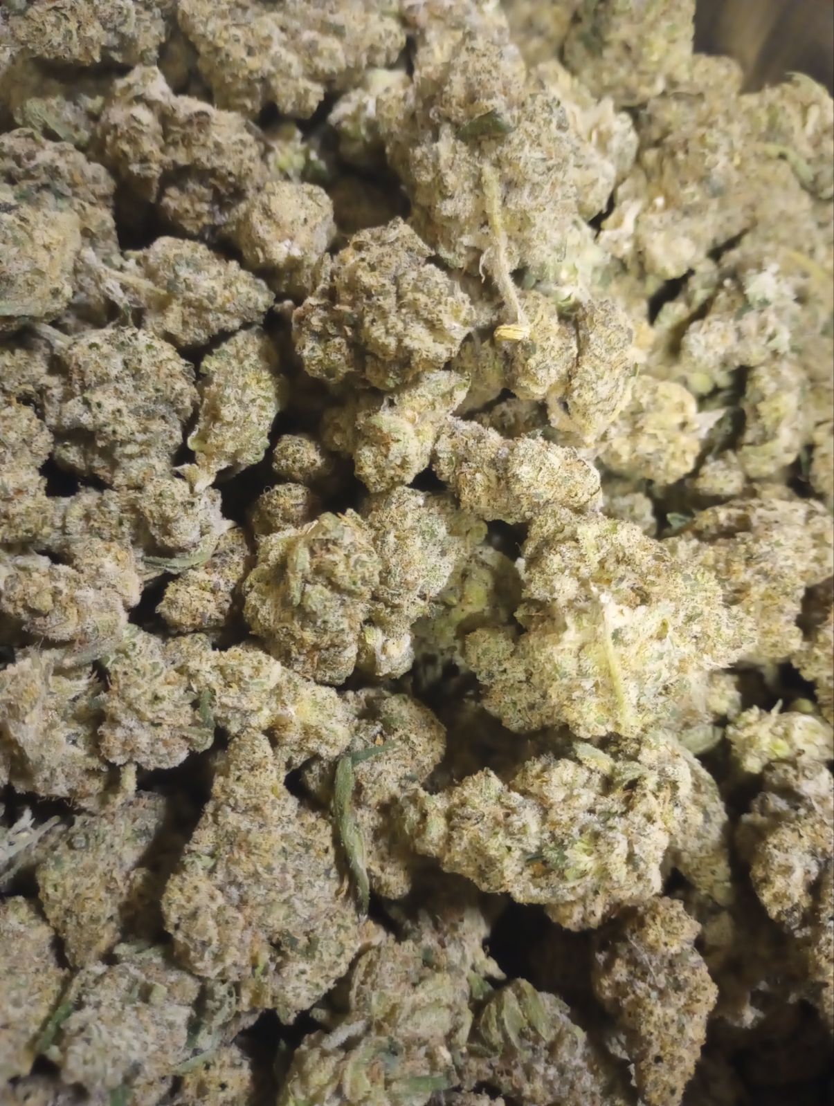 LEMON OREOZ (PLATINUM TIER)