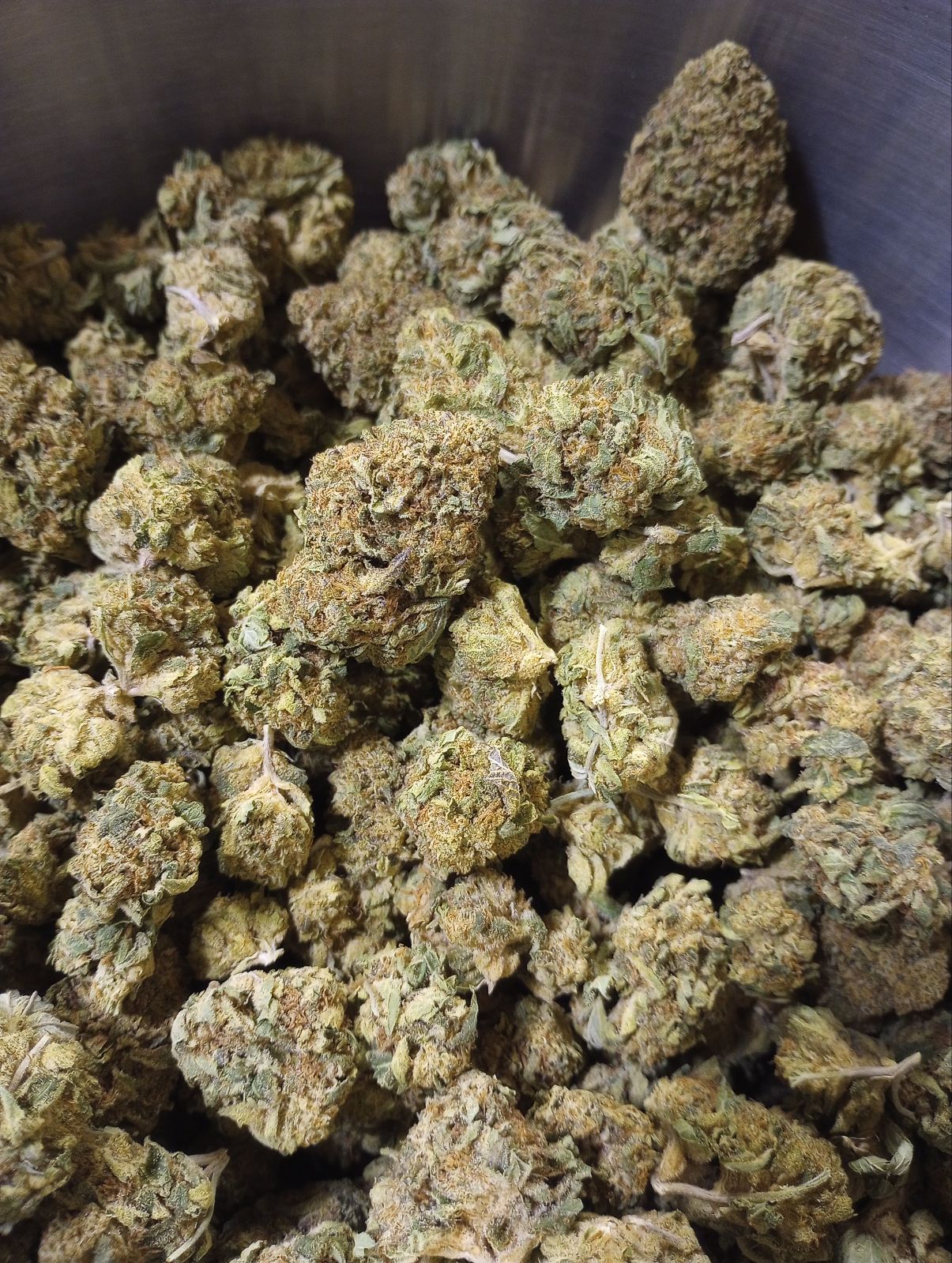 WEDDING CAKE (SUN GROWN)