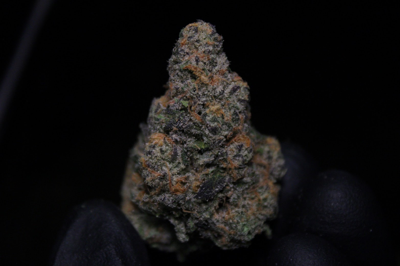 BLUEBERRY CRUNCH (PLATINUM TIER)
