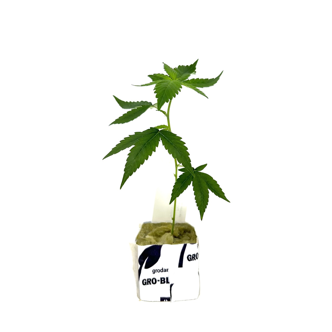 CLONE GUY: LEGEND OG CLONE - Each