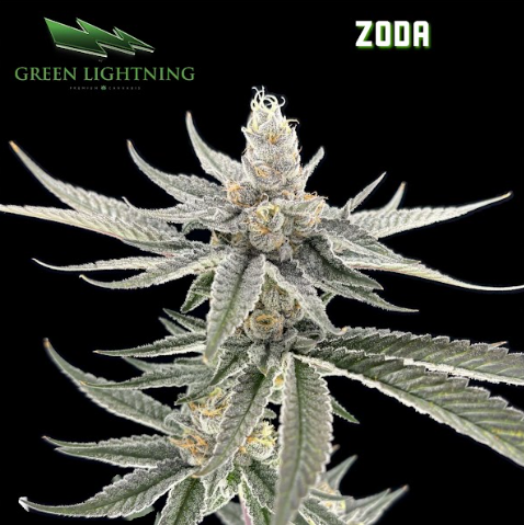 Zoda | Smalls | 7g