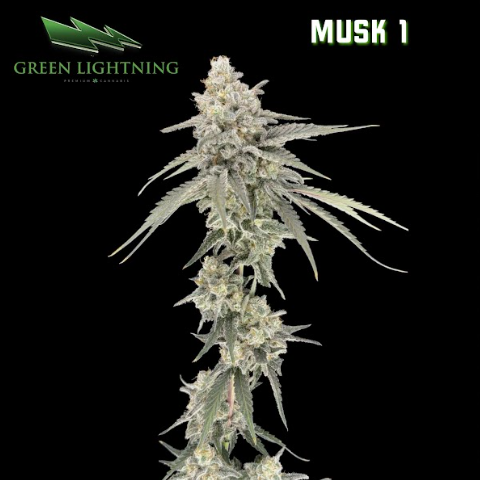 Musk 1 | Smalls | 7g