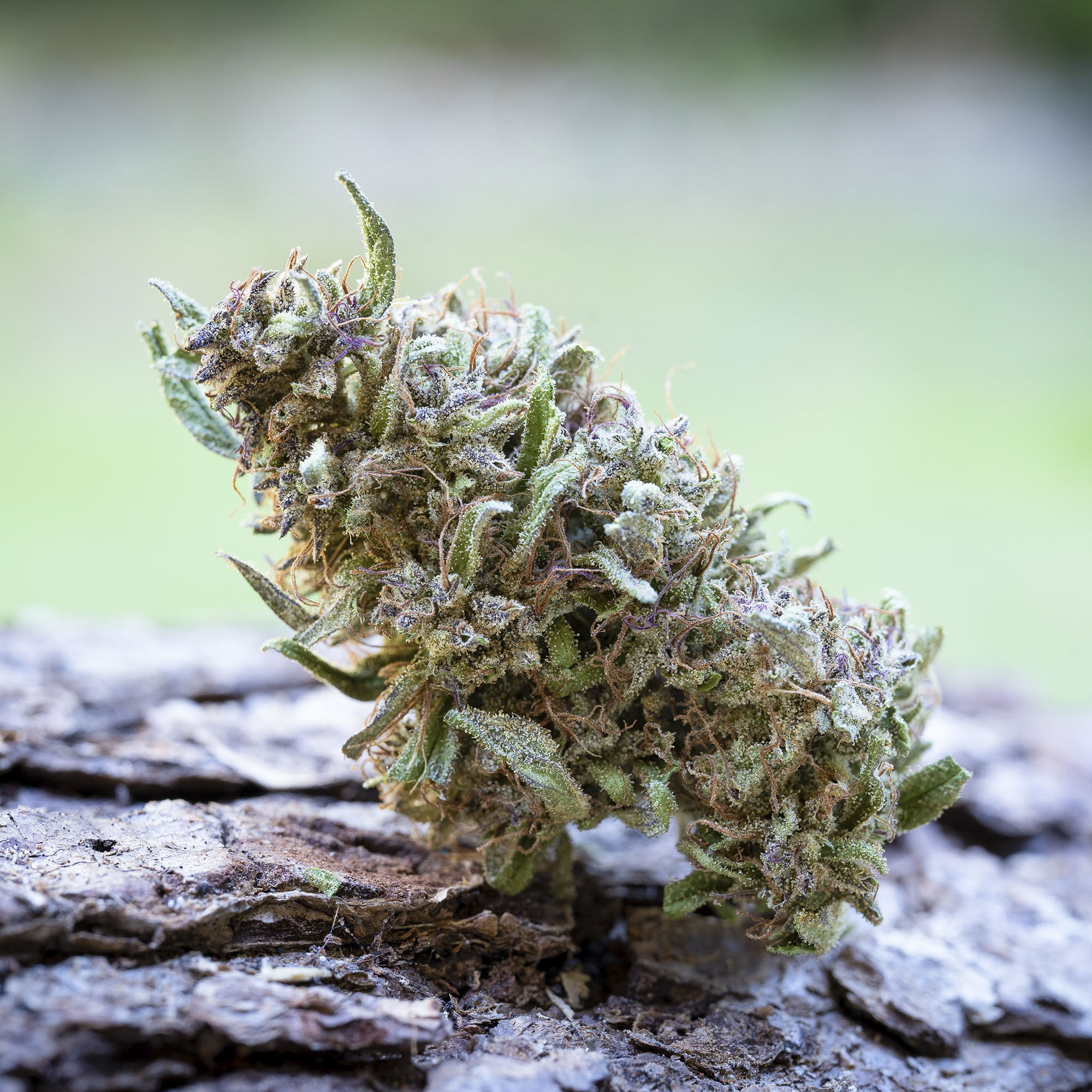 Farm Cut: Pink Boost Goddess