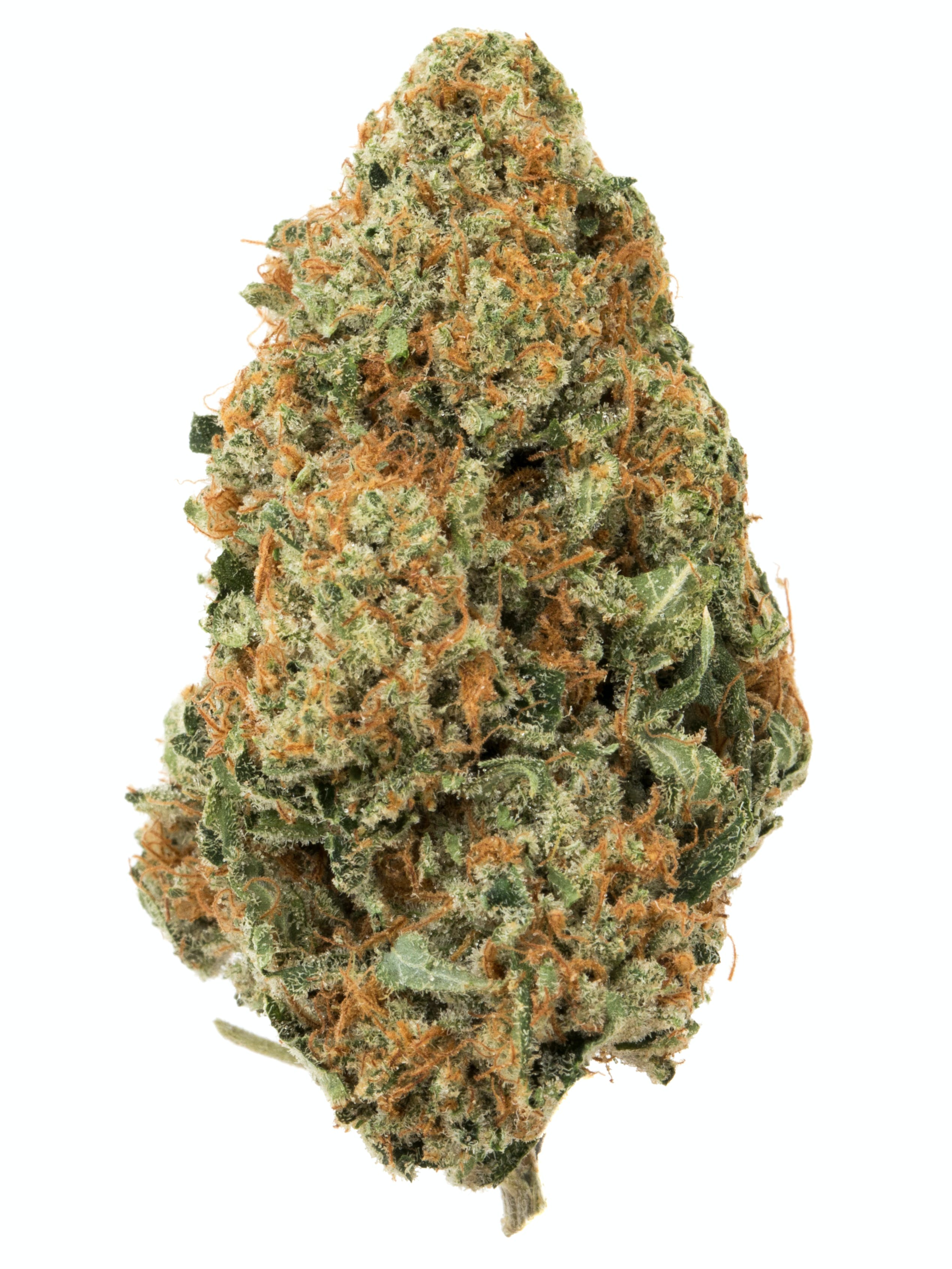 GOLDEN LEMONS - 1/8TH