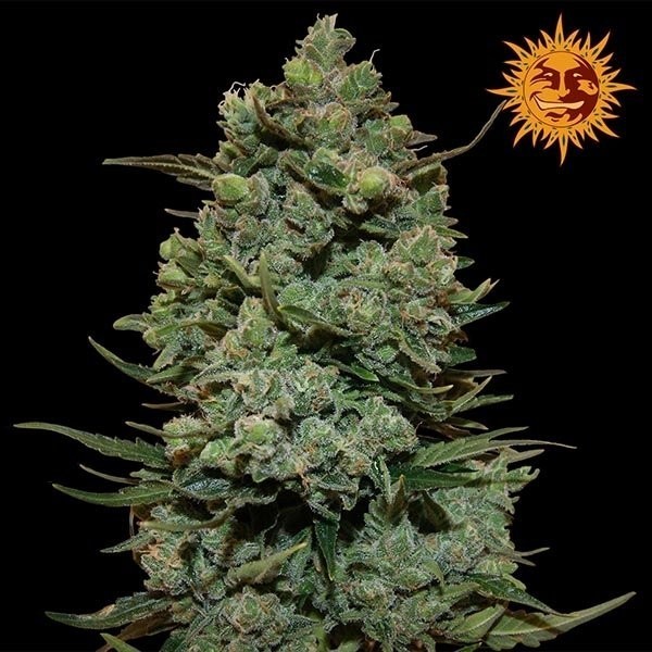 Chico Verde: LA Kush Cookies