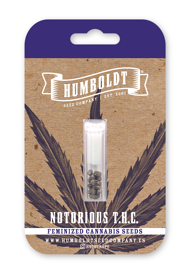 NOTORIOUS THC 10-PACK AUTO-FLOWERING FEMINIZED SEEDS