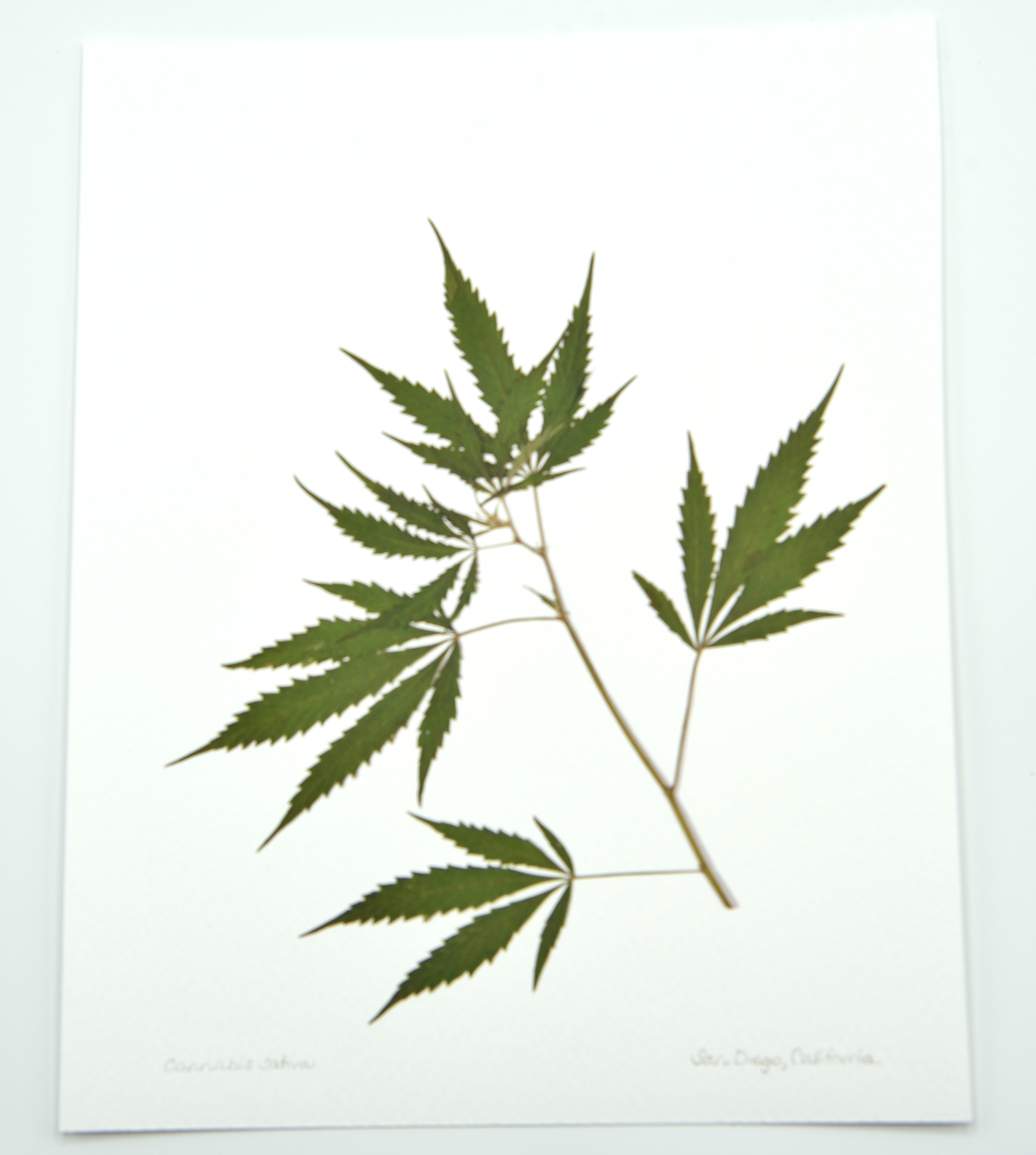 CONNECTED CANNABIS LEAVES-PRINT