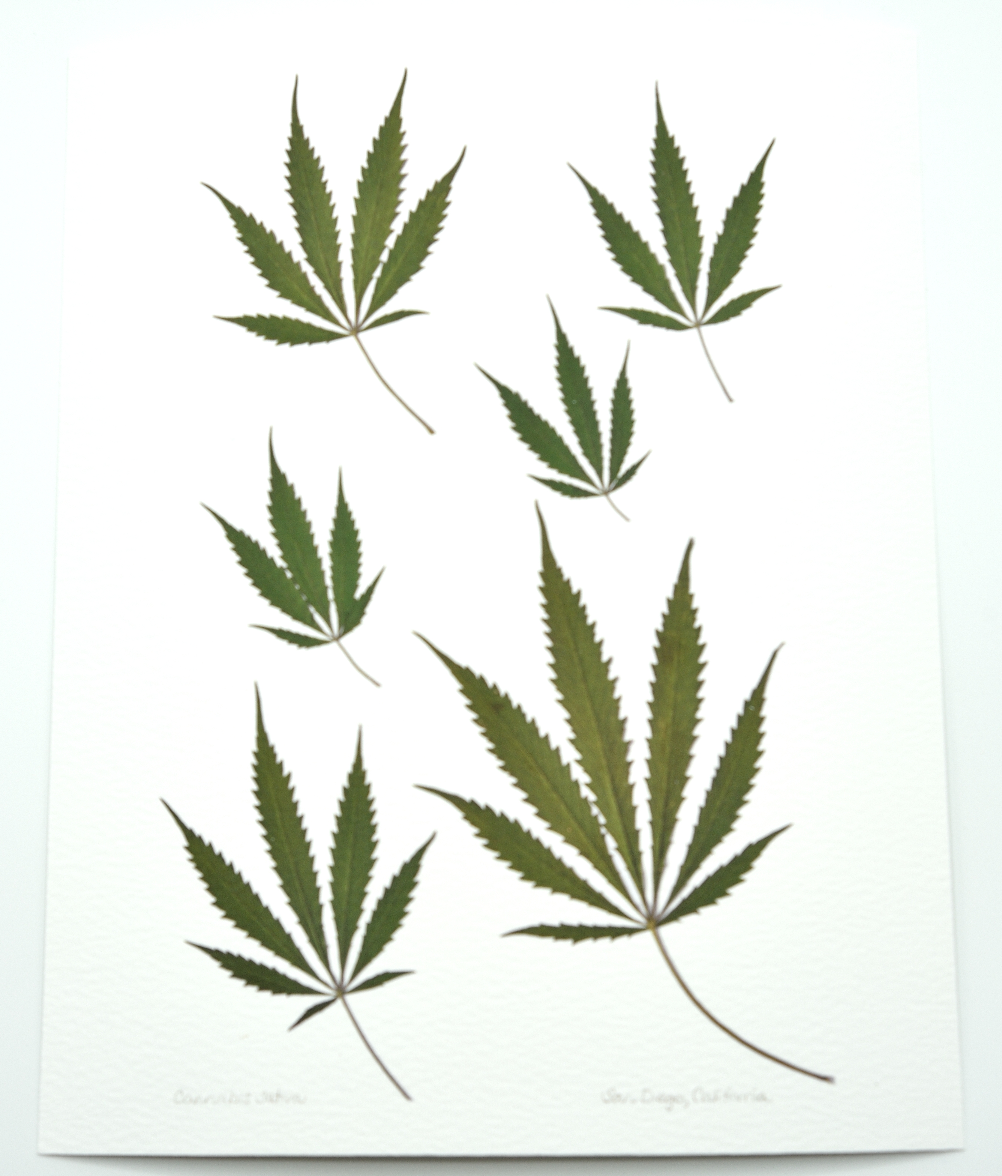 6 SCATTERED CANNABIS LEAVES-PRINT