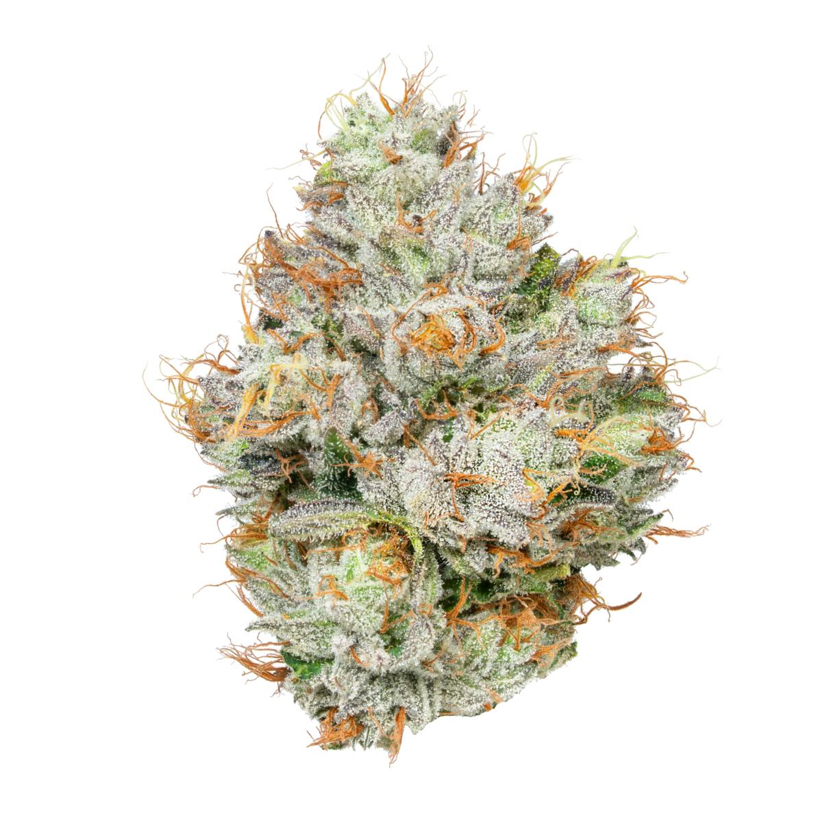 Alien Labs — PLANETARY OG -