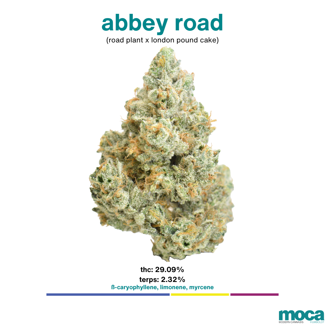MOCA: Abbey Road Jar