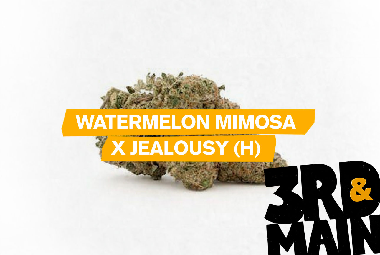 Watermelon Mimosa x Jealousy - 3.5g 