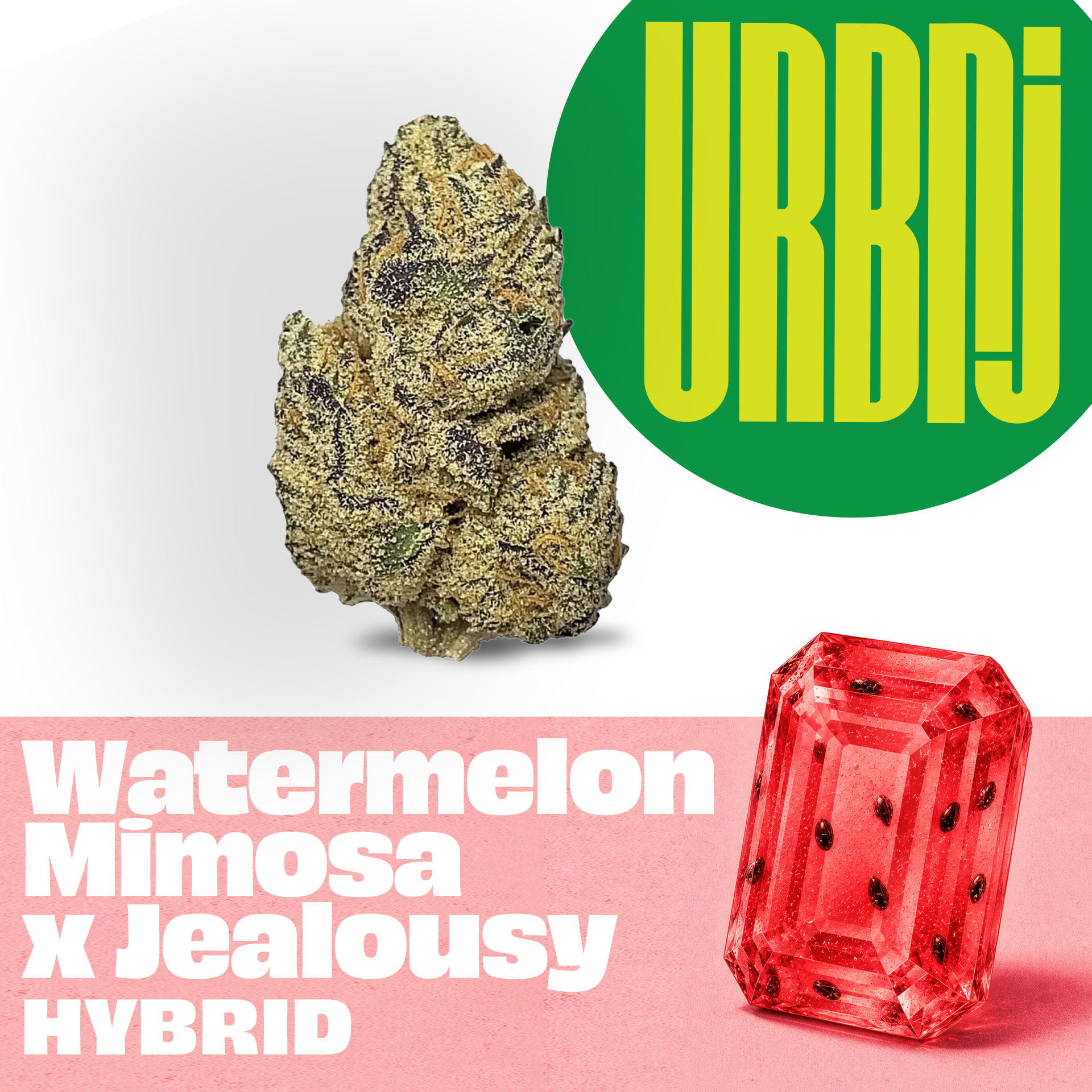 Watermelon Mimosa x Jealousy - 14g