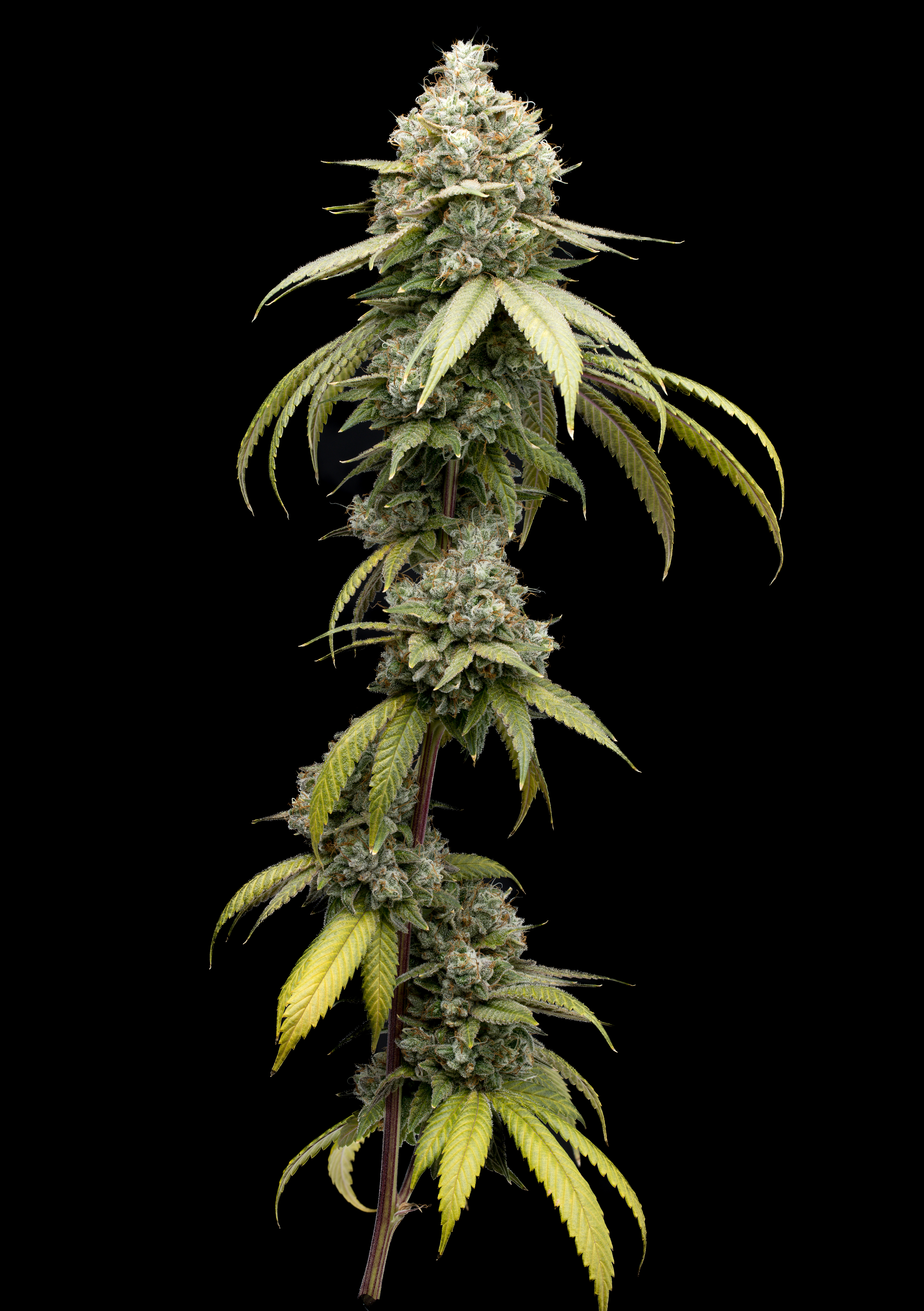 Crippy Dog - 3.5g