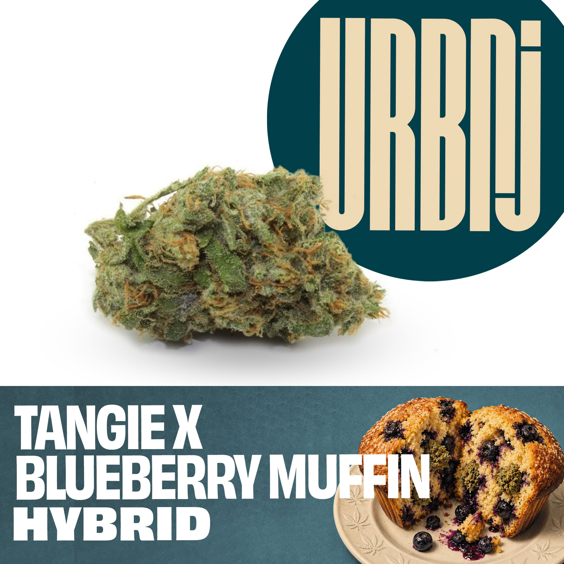 Tangie X Blueberry Muffin - 7g 