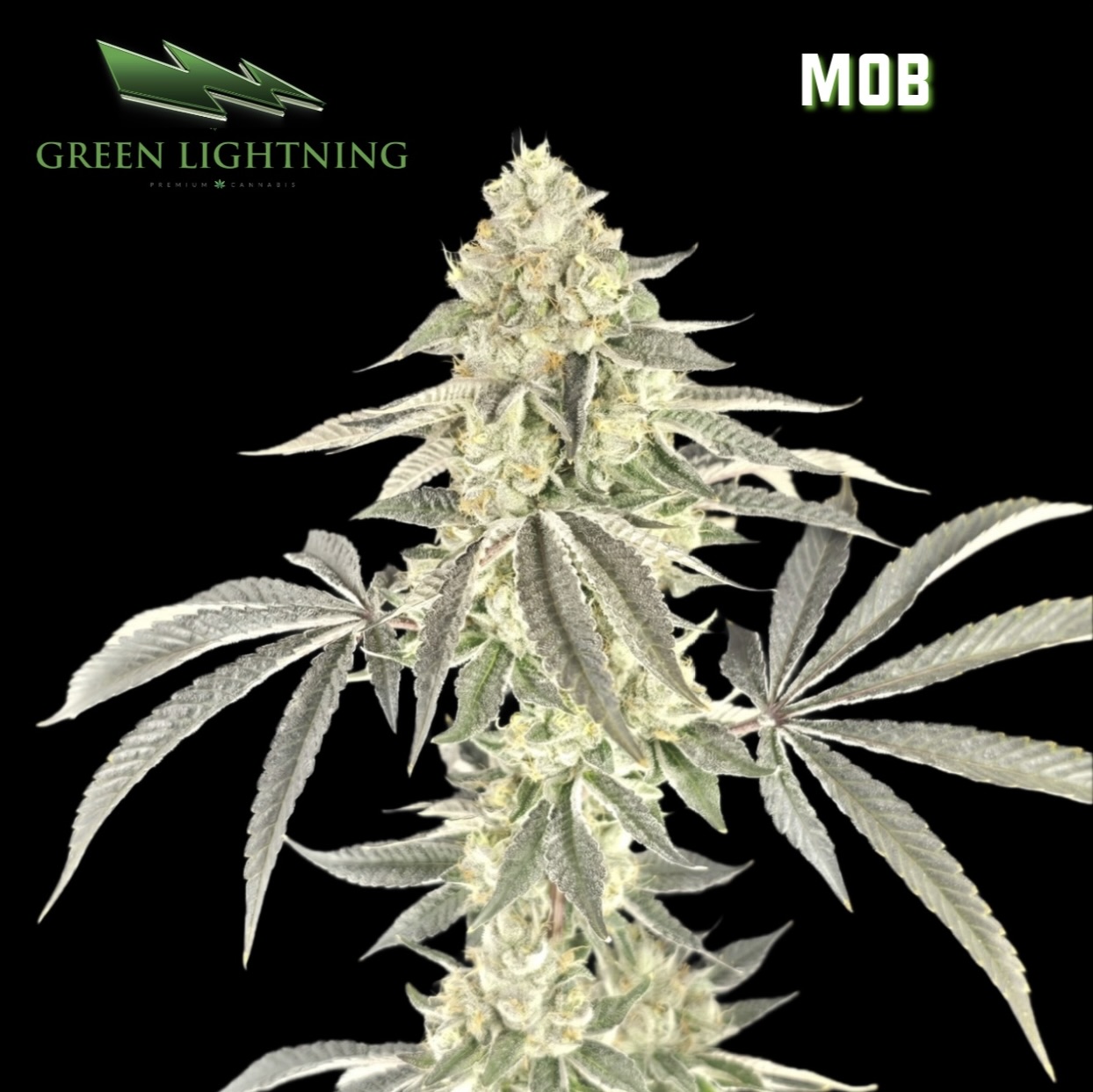 M.O.B - 3.5g