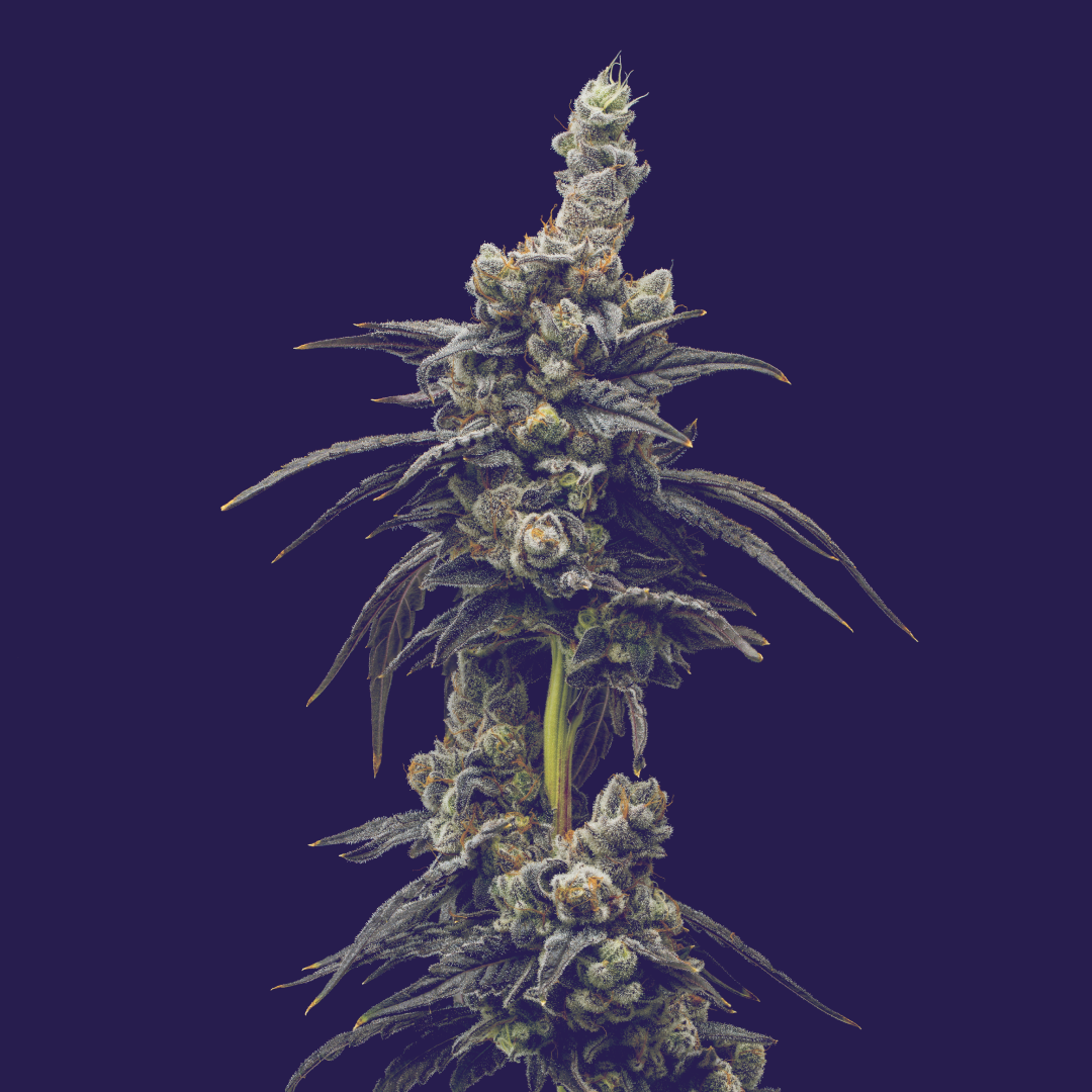 Zubai - 7g