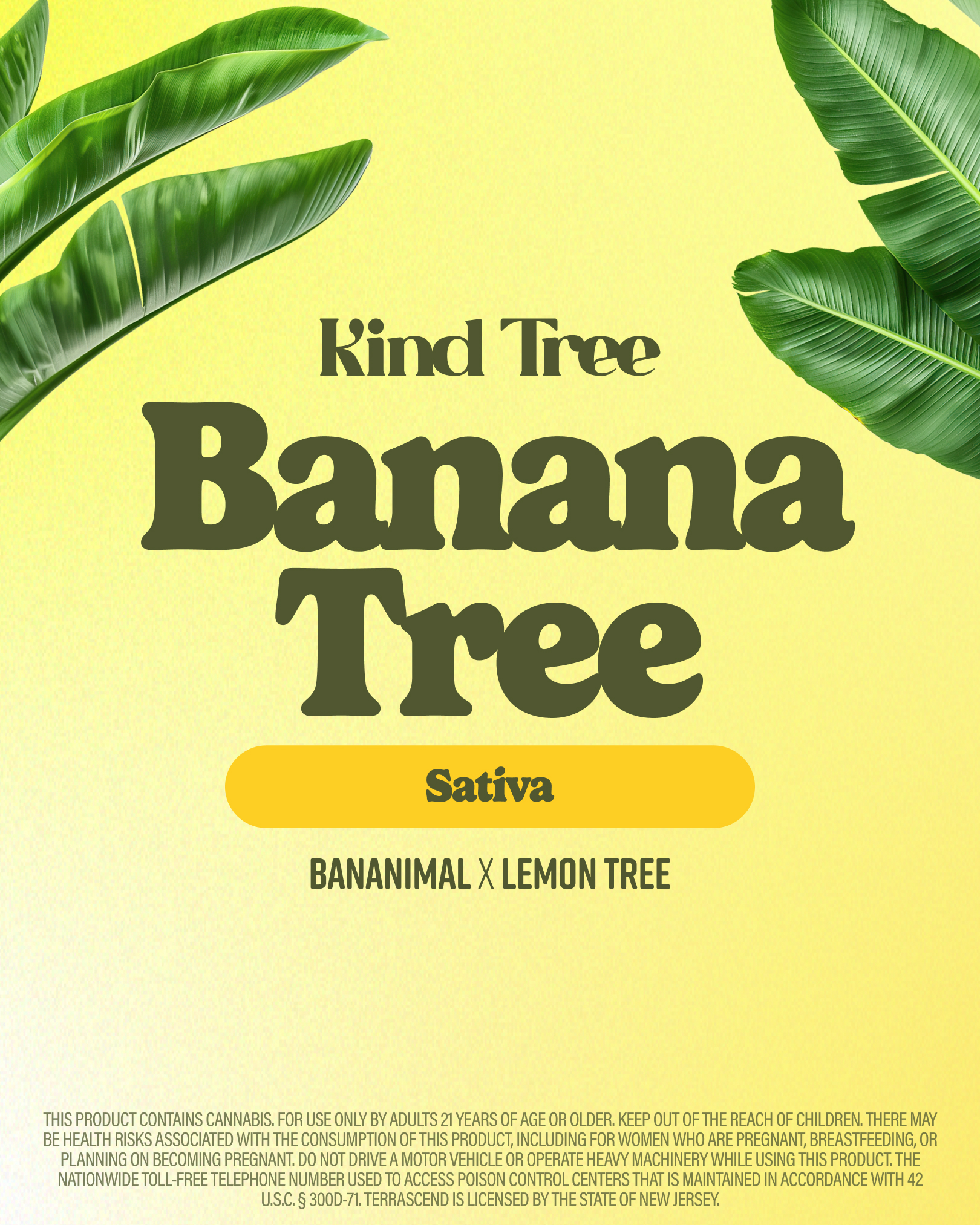 Banana Tree - 3.5g