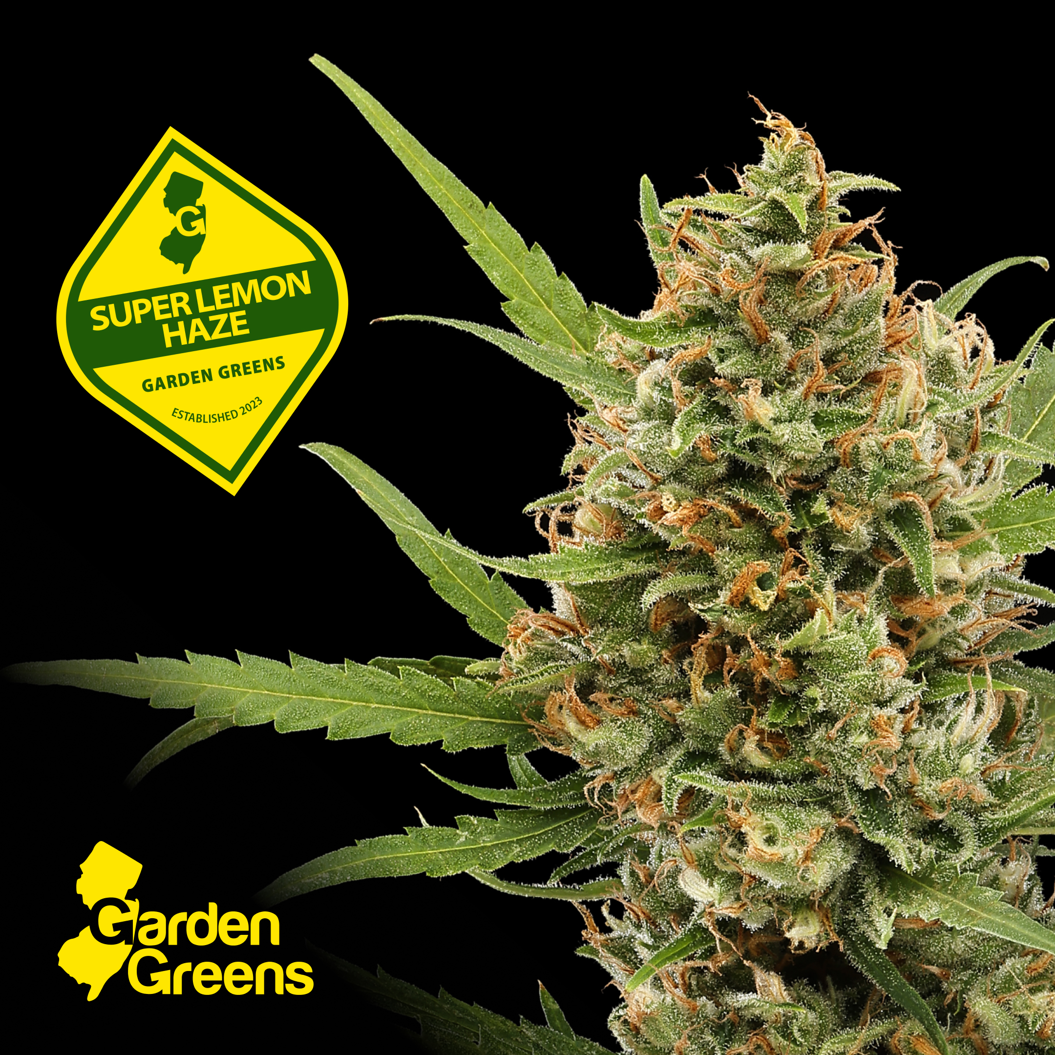 Super Lemon Haze - 14g