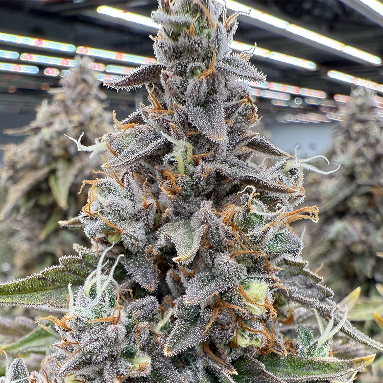 Bubba Kush - 3.5g
