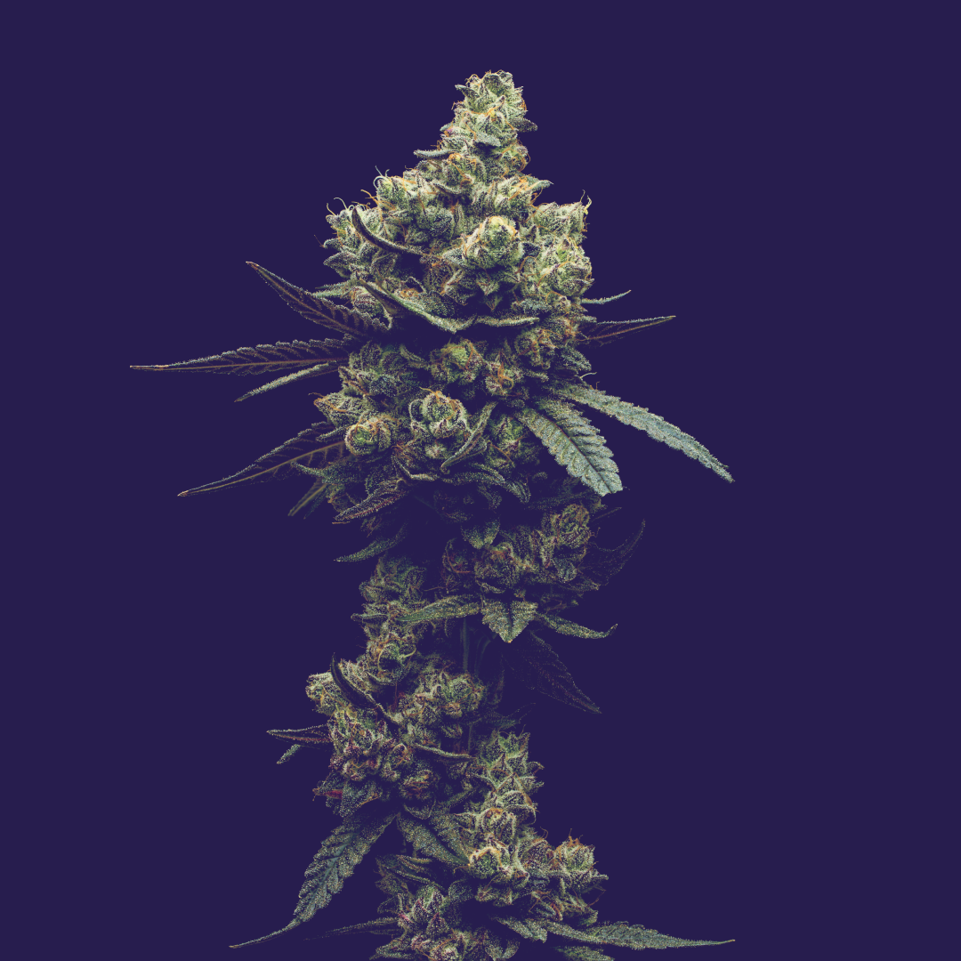 Hell Z - 3.5g