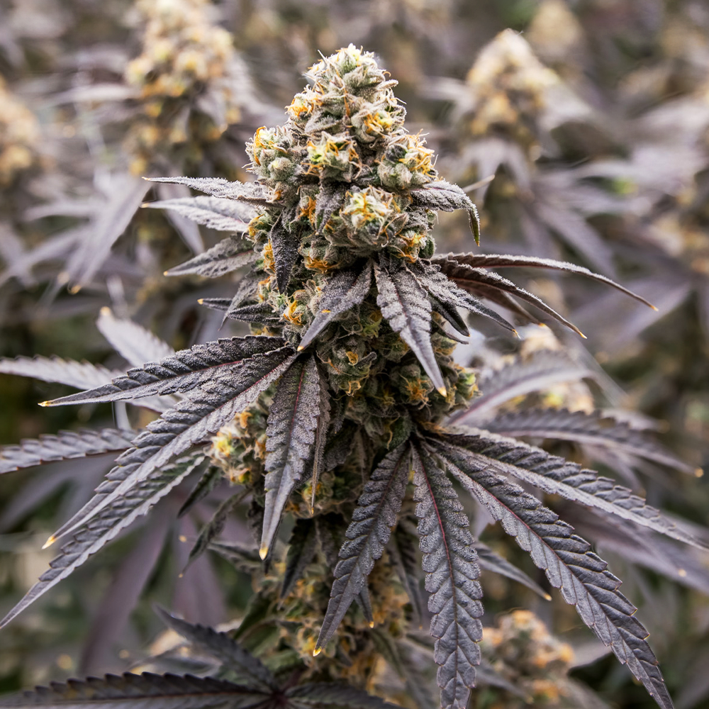 Gogurtz - 3.5g