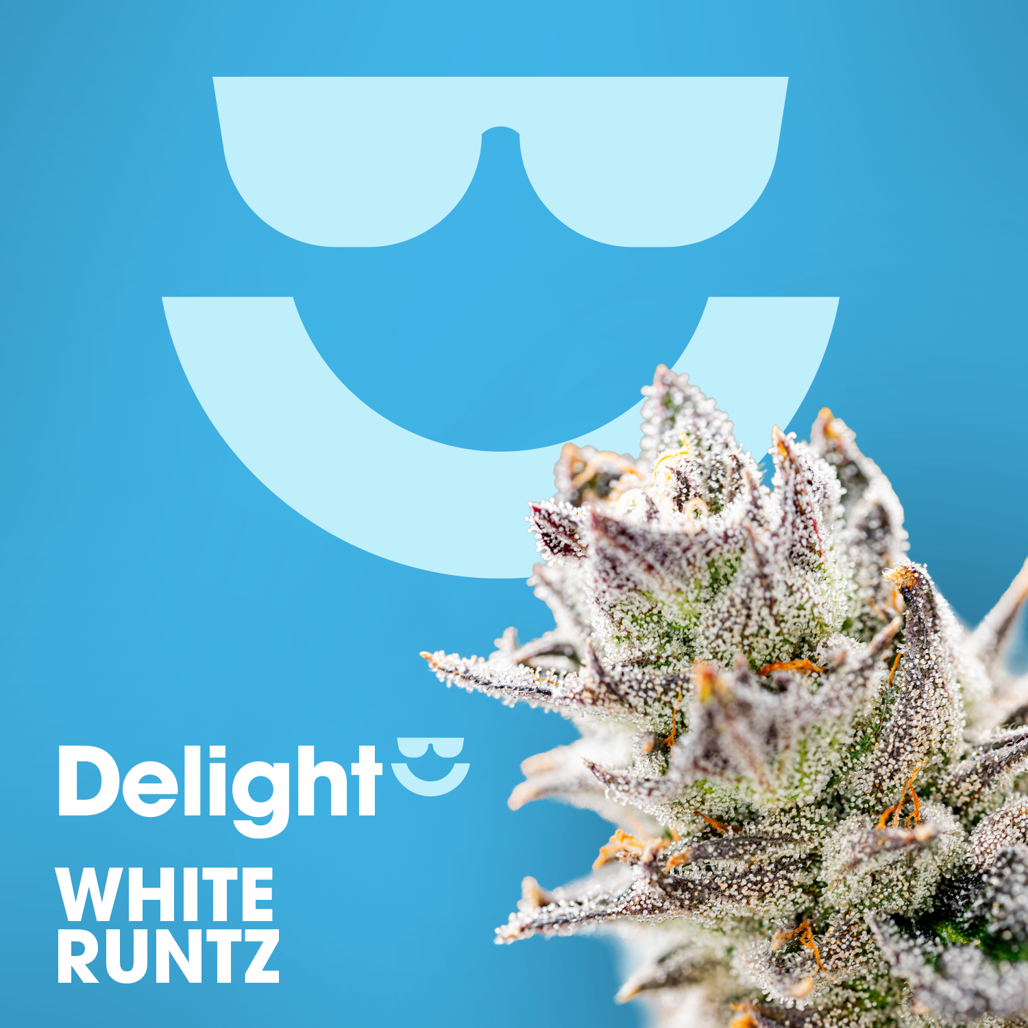 White Runtz - 7g - Small Buds