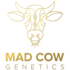 MAD COW FLOWER - ICE CREAM CAKE BIGS 3.5G