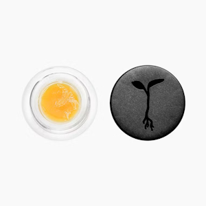 Badder | Sherbert Haze