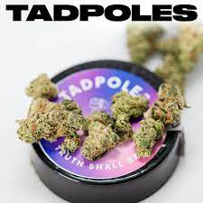 TADPOLE TOAD 3.5G SMALLS