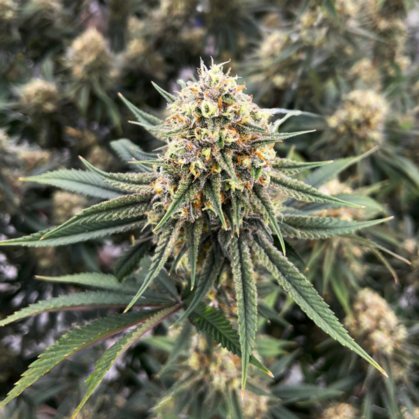 Honey Zanana - 7 g