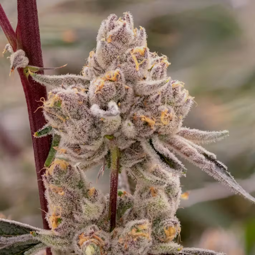 Sol Canna Gelato Cookies Bud 28g - 28 g