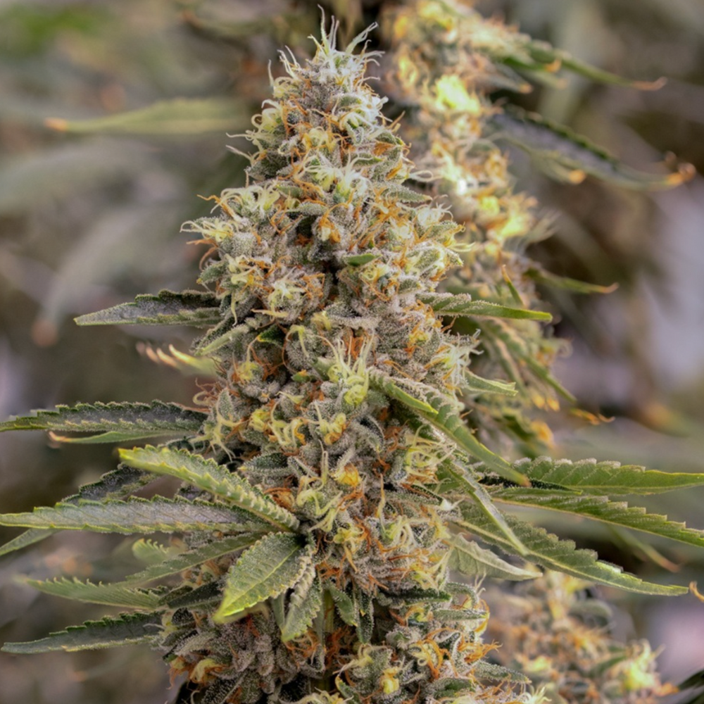 Sol Canna Jungle Fuel Bud 28g - 28 g