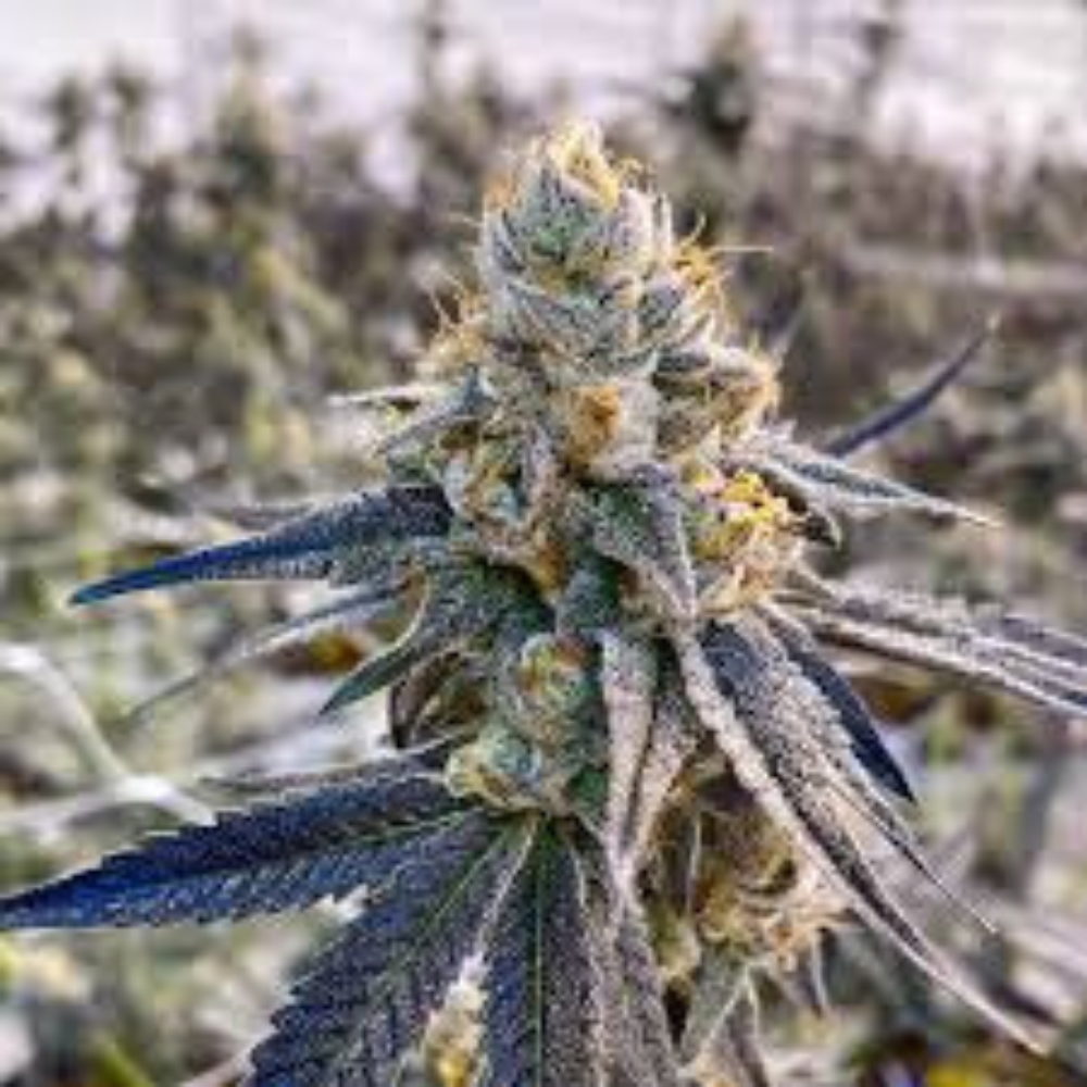 Sol Canna Cadillac Rainbows Bud 3.5g - 3.5 g