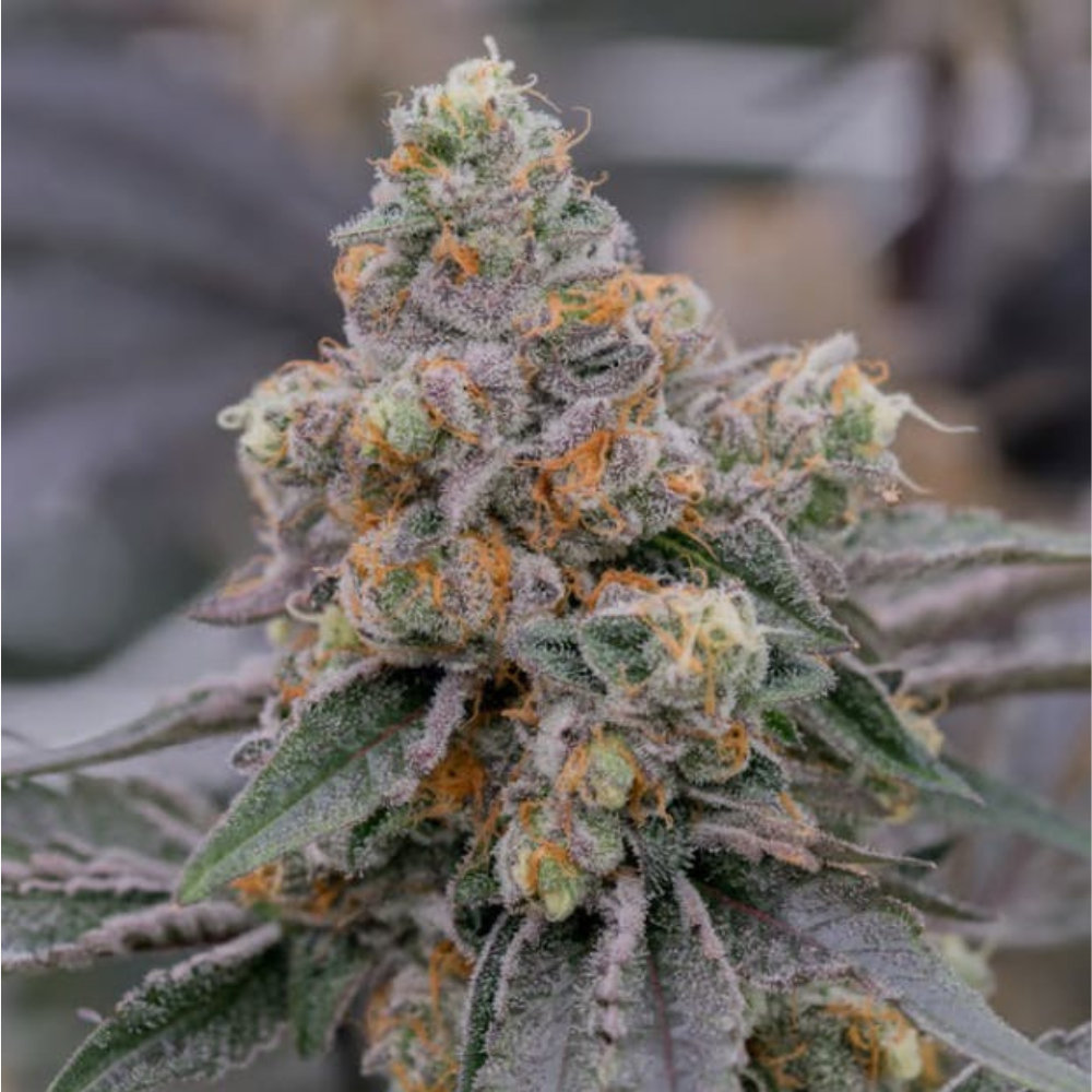 Sol Canna Girl Crush Bud 3.5g - 3.5 g