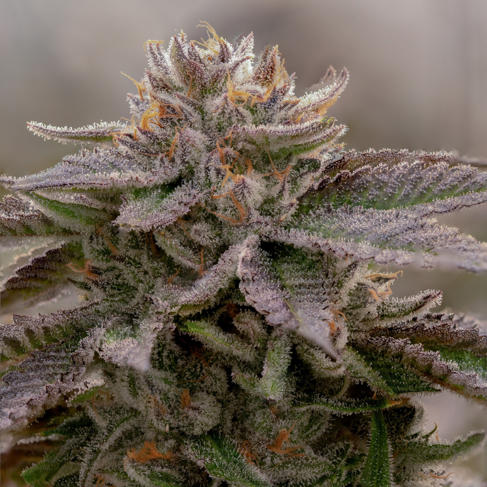 Sol Canna Graboid Fuel Bud 3.5g - 3.5 g