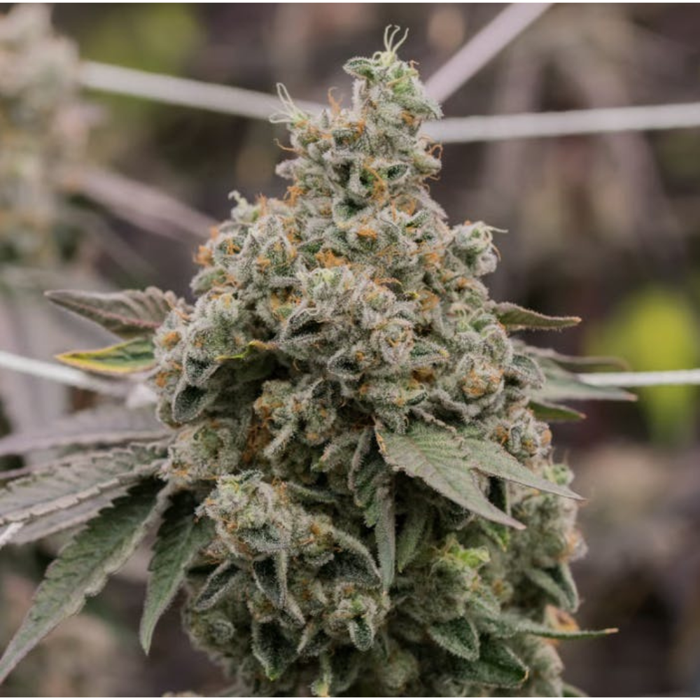 Sol Canna Wedding Fritter Bud 3.5g - 3.5 g