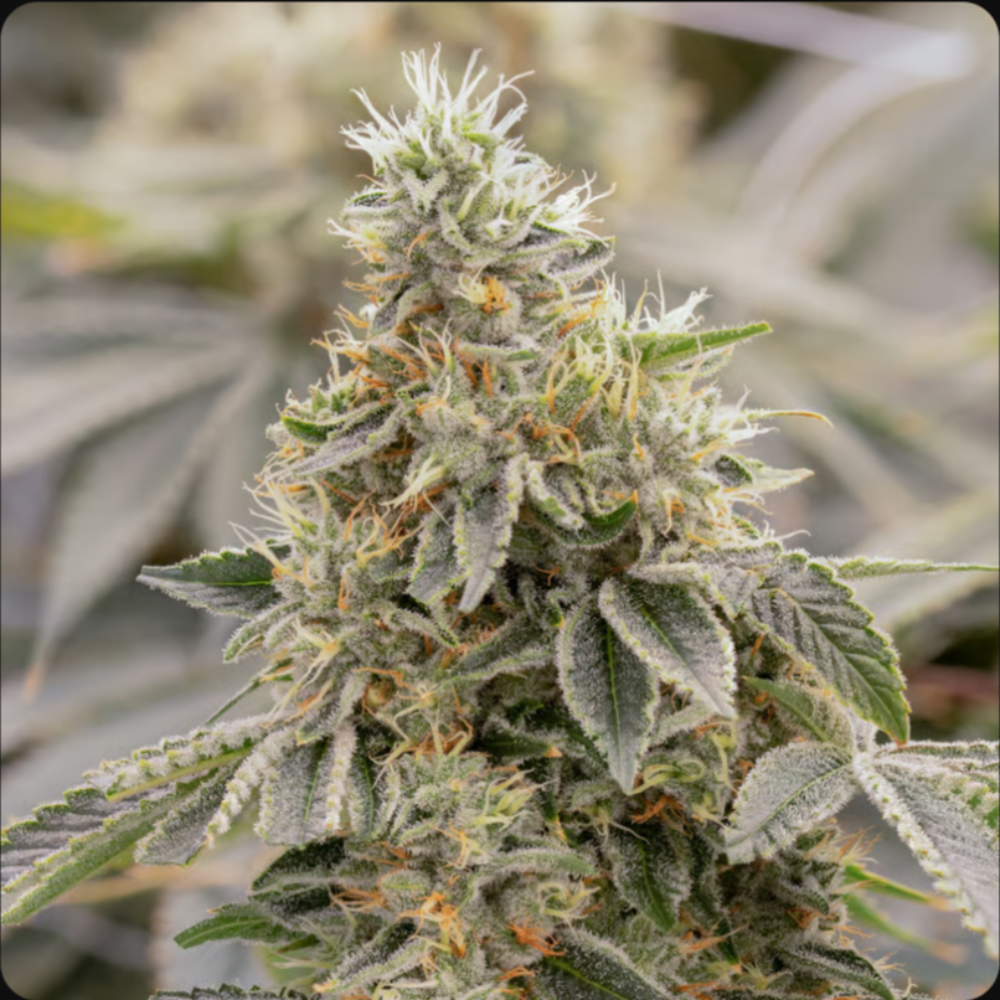 Sol Canna Bubblehead Bud 3.5g - 3.5 g