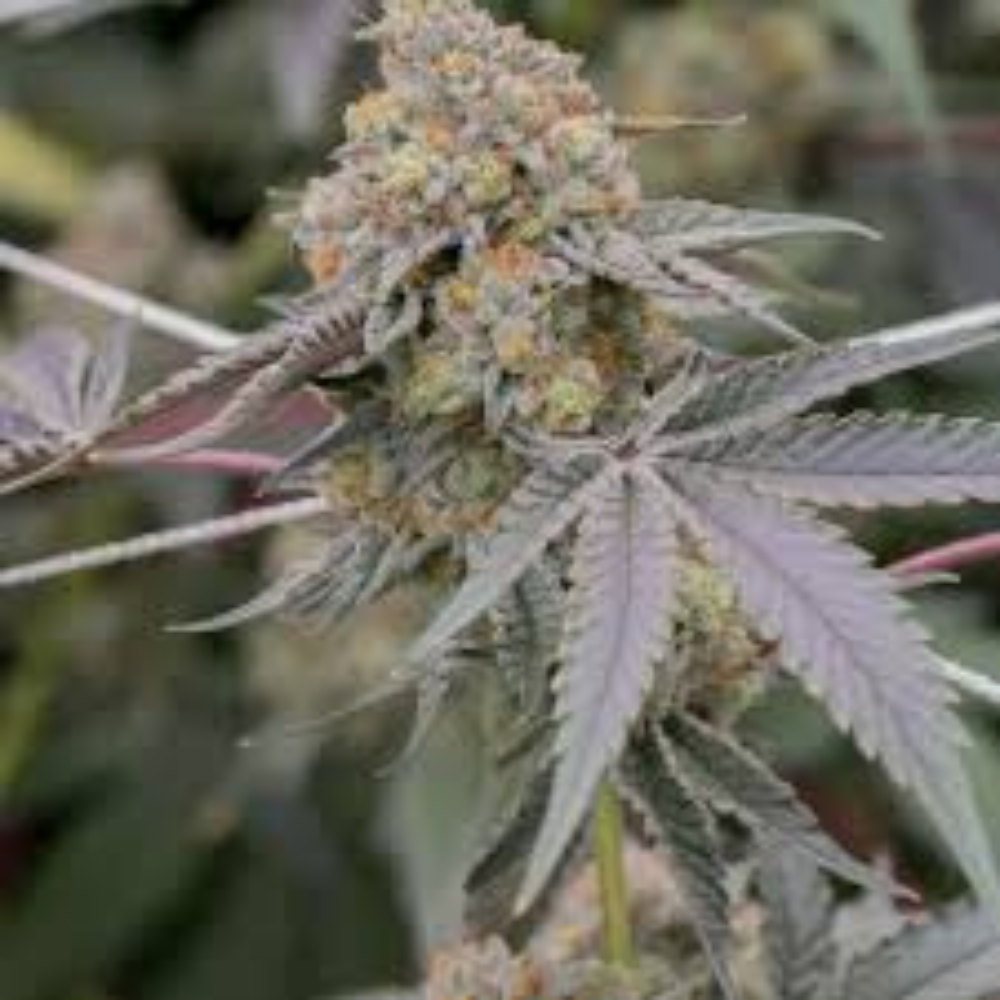 Sol Canna Dank Dough Bud 3.5g - 3.5 g