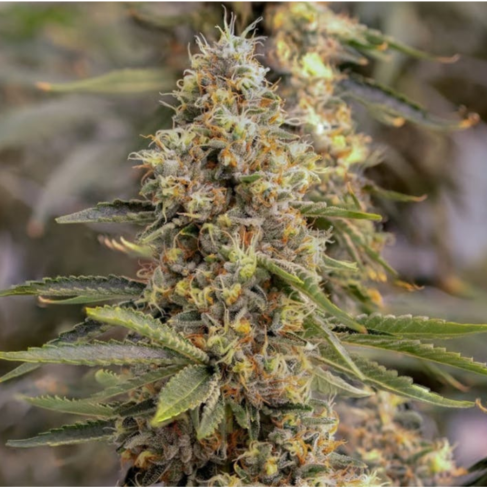 Sol Canna Skunkberry Bud 7g - 7 g