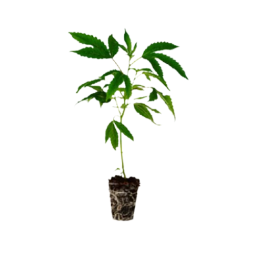 PINYATTI CLONE - EACH