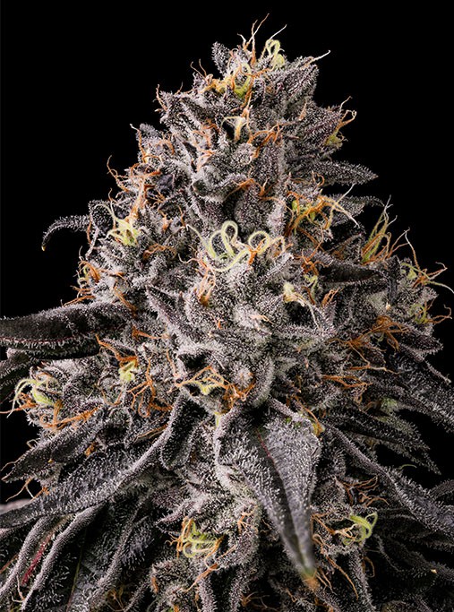 BLUE ANDEZE CLONE - EACH