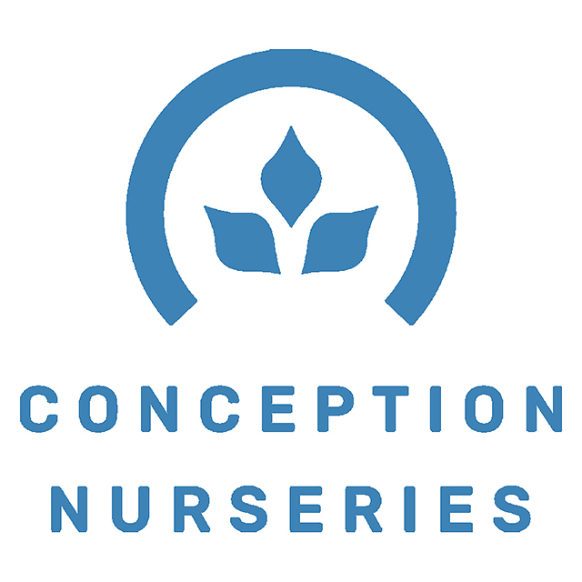 CONCEPTION NURSERIES | PINYATTI | CLONE | SPECIAL CUT