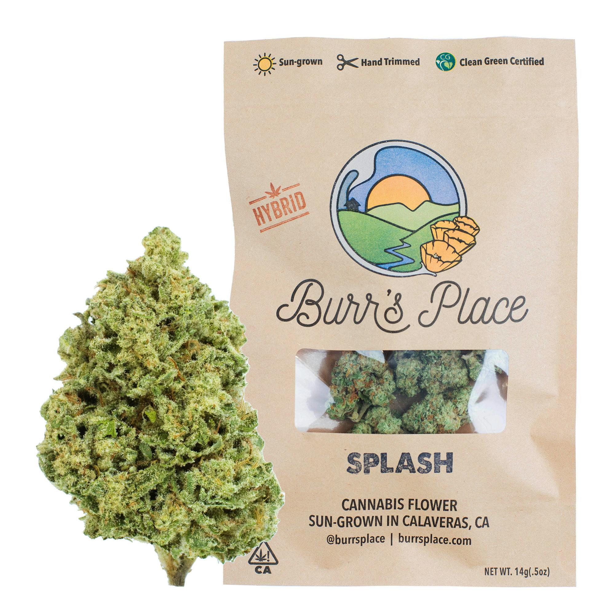 BURRS PLACE | SPLASH | 14G